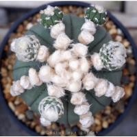 ราคา Astro cactus แอสโตรแคคตัส (22408235574)