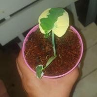 ราคา ถุงเงินถุงทอง ส่งทั้งกระถาง ไม้ไม้ยอดนิยม ด่างลายสวย นิยมปลูกไว้เงินทองเต็มถุงค่ะ (8785055561)