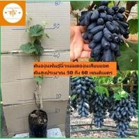 ราคา ต้นองุ่นพันธุ์นิ้วแม่มดองุ่นเสียบยอดต้นสูงประมาณ 50 ถึง 60 เซนติเมตร_nhongontayden (25126034529)