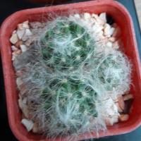 ราคา ขนแมน เฟเรีย 3ถาง100 (3339079293)