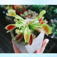 ราคา 100เมล็ด เมล็ดพันธุ์ กาบหอยแครง พืช​กิน​แมลง ​ กับดักงับแมลง ต้นไม้กินแมลง กาบหอยแครงฟันฉลาม (7093463512)