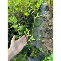 ราคา ต้นส้มเขียวหวานสายน้ำผึ้ง (กิ่งตอน) ผลดก ติดลูกเร็ว ต้นแข็งแรงพร้อมปลูก (22679684164)