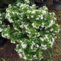 ราคา ต้นแก้วแคระแก้วแคระพวงมนีดอกสีขาวกลิ่นหอมมาก (25620350742)