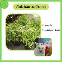 ราคา ต้นไผ่เงิน หญ้าแมว ไผ่แมว ขนาดกระถาง 6 นิ้ว (16275143441)