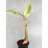 ราคา กล้วยด่าง มะลิอ่อง กล้วยน้ำว้า มะลิอ่องด่าง (4771524225)