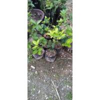 ราคา ต้นมะนาวกิ่งชำพร้อมลงดิน รากงอกเต็ม มะนาวแป้นพิจิต,มะนาวไร้เมล็ด (20792136263)