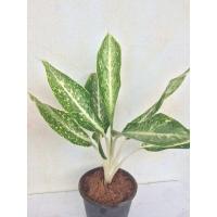 ราคา ต้นกวักมหามงคล ต้นทรัพย์มงคล บัลลังค์เงิน ไม้มงคล ไม้ฟอกอากาศ ไม้ด่าง (ราคานี้รวมกระถางแล้ว) (5097507288)