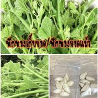 ราคา เมล็ดพันธุ์ ผัก ฟักทองกินยอด ฟักแม้ว ฟักทอง (10แถม1คละอย่างได้) (8972246396)