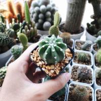 ราคา Echinopsis subdenudata อิชินอปซิส (3247798)