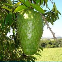 ราคา ต้นทุเรียนเทศ หรือทุเรียนน้ำ Soursop ลำต้นสูง 70-80 ซม (9121549450)