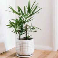 ราคา ต้นจั๋งญี่ปุ่น ต้นไม้ฟอกอากาศ ส่งแบบห่อราก (9160111461)