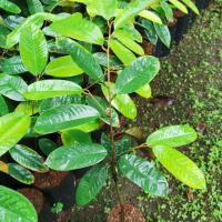 ราคา ต้นทุเรียนแดงอินโดทุเรียนเนื้อสีแดง (6844041559)