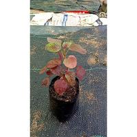 ราคา ต้นพันธุ์ ผักโขมแดง โขม สีแดง พร้อมปลูกในถุงดำ 29 บาท ผักโขม สีแดง พร้อมปลูก ผักโขมใบแดง Red leaf amaranth ผัก โขมแดง (29430161391)