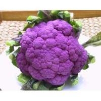 ราคา กะหล่ำดอกสีม่วง - Purple Cauliflowers บรรจุซองละ 10 เมล็ด มีคุณภาพ ของแท้ % (198648660)