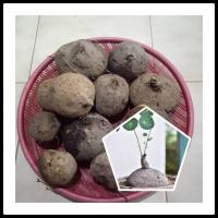 ราคา บัวบกโขด 1กก คละขนาด(หัวตำหนิ) )ไม้หัว หัวบัวบกโขด ไม้โขด (3552754970)