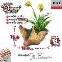 ราคา ขอนไม้ธรรมชาติ ตอไม้เรซิ่น สำหรับตกแต่งตู้ปลา ตู้ไม้น้ำ ตกแต่งสวน (แพค 6 ชิ้น) (21844133984)