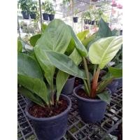 ราคา ต้นเศรษฐีรวยทรัพย์ กระถาง8นิ้ว ว่านเศรษฐี ว่านรวยทรัพย์ ไม้ประดับ ไม้มงคล (20269869051)