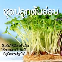 ราคา ชุดปลูกต้นอ่อน ต้นอ่อนทานตะวัน ต้นอ่อนข้าวสาลี ต้นอ่อนผักบุ้งเรียวไผ่ ต้นอ่อนโต้วเหมี่ยว ชุดเพาะต้นอ่อน (20879619698)