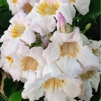 ราคา ปีบยูนานไม้ฟอร์มสวยดอกสวยกลิ่นหอมขนาด40ซม.1ต้น (24078993135)