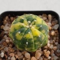 ราคา Cake Cactus Farm กระบองเพชร Astrophytum asteria ' nudum ' variegated แอสโตร นูดัม ลายด่างสวยมาก (2312492724)