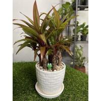 ราคา ต้นเทียนมหาลาภ ไม้มงคล เสริมโชคลาภ เงินทอง (8-10ต้น ใน1กระถาง) (17167386957)