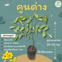 ราคา คูนด่าง คูน สูง 30~60 ซม. ต้นราชพฤกษ์, ชัยพฤกษ์, ลมแล้ง (22877549112)