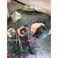 ราคา ไก่ราชาวดี​ หัว​ใหญ่​พร้อมผ่าทุก​ต้น​รับประกัน​ (13617023136)