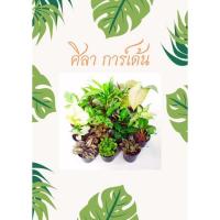 ราคา ต้นไม้มงคล ต้นไม้สิริมงคล ต้นไม้เสริมโชคลาภ (14683904545)