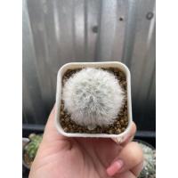 ราคา แมมขนแกะ Mammillaria Bocasana vs. Multilatana (9215736419)