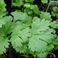 ราคา 500 เมล็ด ผักชี ผักชีลา หรือ ผักหอมป้อม (41822561063)