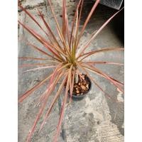 ราคา *ต้นเข็มสามสี ไม้แดดกระถาง 5.5 นิ้ว(จัดส่ง1-2วัน) (14199509994)