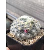 ราคา แมมขนนกเปียก Mammillaria schiedeana v plumosa (6093726212)