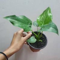 ราคา ต้นนางกวัก กวักใบโพธิ์ ว่านกวักศรีมหาโพธิ์ ว่านเศรษฐีใบโพธิ์ ปลูกไว้กวักเงินกวักทอง (14400795404)