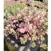 ราคา คุณนายตื่นสายใบด่างชมพู​ เลี้ยงง่าย ชอบแดด ดอกบานช่วงเช้า ออกดอกตลอดปี ส่งพร้อมกระถาง 6" (9763842964)