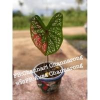 ราคา ต้นบอนสี บอนสีนางไหม นางไหม บอน ต้นบอนสีนางไหม ราชินีใบไม้ ไม้กะแสต้นสวยพร้อมส่ง (13516577597)