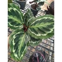 ราคา คล้านกยูงเขียวส่งพร้อมกระถาง (11252433796)