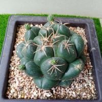 ราคา "ช้าง" แคคตัส/กระบองเพชร (9347682435)