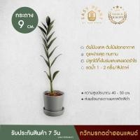 ราคา กวักมรกตใบดำ Zamiifolia ต้นเดี่ยว สายพันธุ์ฮอนแลนด์ ไม่เหมือนใคร!! ต้นไม้ประดับ ต้นไม้มินิมอล ตกแต่งบ้านและสวน-easyplant (3955232814)