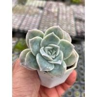 ราคา Echeveria Lovely Rose ไม้อวบน้ำ กระถาง 2 นิ้ว (23732583589)