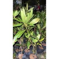 ราคา ต้นกระดิ่งนางฟ้า สูง 30-50 เซนติเมตร (25454518796)