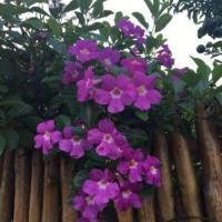 ราคา ต้นม่วงมณีรัตน์ ดอกสีม่วง เป็นไม้เลื้อยเลี้ยงง่าย (4420687216)