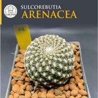 ราคา Sulcorebutia Arenacea ซัลโคลรีบูเทีย แคคตัส กระบองเพชร กระถาง 2 นิ้ว (42615339523)