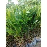 ราคา ต้นกระถินเทพา 30-50เซนติเมตร (29155855983)