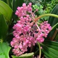 ราคา ต้นไข่มุกอันดามัน(ปักชำ)สูง60-70ซม.ไม้มงคล ไม้ประดับ ดอกสีชมพูสวยงาม ต้นพร้อมปลูก (22362788466)