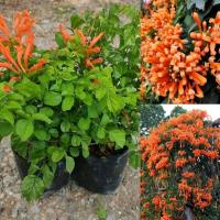 ราคา ต้นพวงแสดพวงแสดเป็นไม้เลื้อยไม้เถา นิยมปลูกเป็นไม้ประดับซุ้มหรือรั้ว (28088135943)