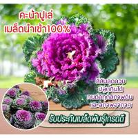 ราคา เมล็ดพันธุ์คะน้าปูเล่ / กุหลาบปูเล่ ซองละ100 เมล็ด (23762922259)