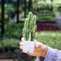 ราคา คอนโดนางฟ้าด่างเหลือง กระถาง 2 นิ้วสวยแน่นกระถาง (11895398216)