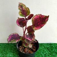 ราคา ฤาษีผสมต้นฤาษีผสมขนาดกระถาง 4 นิ้ว (16904002263)