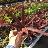 ราคา ลิ้นมังกรม่วง # สับปะรดสี#bromeliad# ต้นไม้สวยงาม# ไม้ประดับ# ตกแต่งบ้าน#bromeliad# ไม้ประดับ# ไม้มงคล# ขายถูก (6212374478)