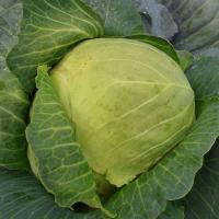 ราคา 300 เมล็ด เมล็ดพันธุ์ กะหล่ำปลี กะหล่ำใบ กะหล่ำปลีเขียว Cabbage Seeds สายพันธุ์ Quick Start F1 (43773773494)